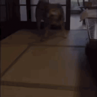 饭点到了还不开饭？狗子怒摔饭碗：我要这破碗有何用！-8.gif