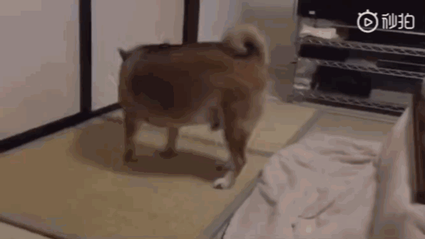 饭点到了还不开饭？狗子怒摔饭碗：我要这破碗有何用！-9.gif