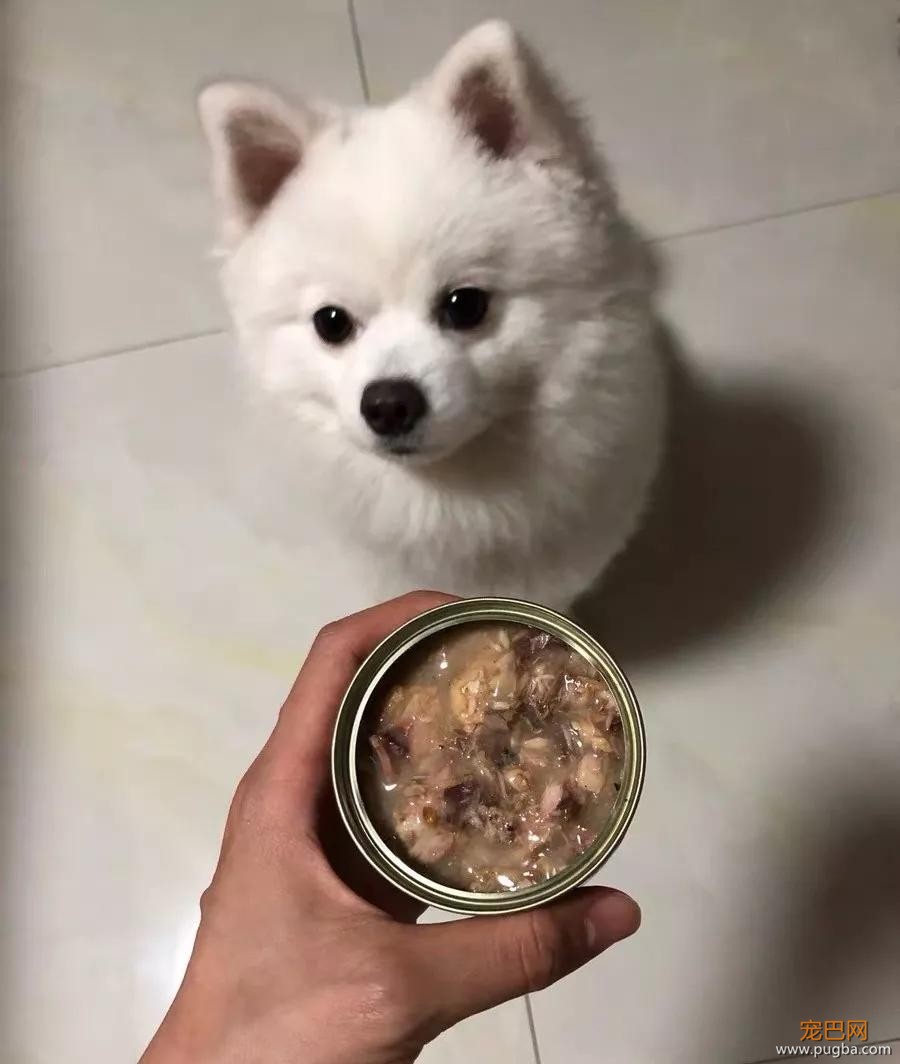 饭点到了还不开饭？狗子怒摔饭碗：我要这破碗有何用！-14.jpg