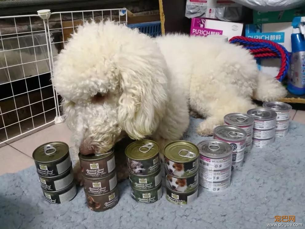 饭点到了还不开饭？狗子怒摔饭碗：我要这破碗有何用！-15.jpg