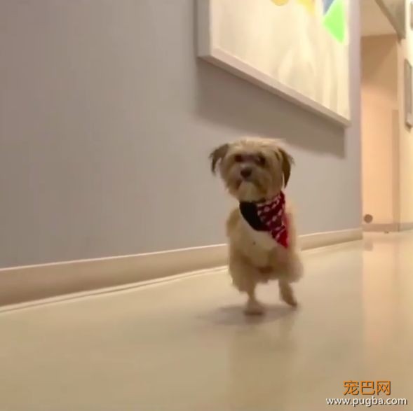 车祸截肢后只剩两条腿，狗狗勇敢无惧，跟其他狗狗一样爱玩爱吃！-1.jpeg