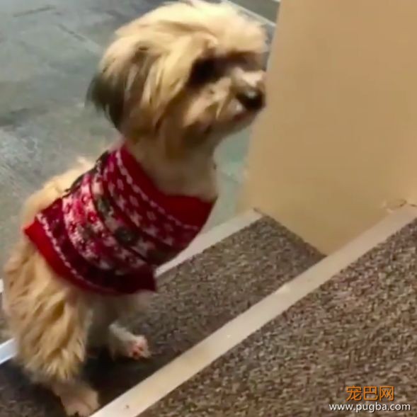 车祸截肢后只剩两条腿，狗狗勇敢无惧，跟其他狗狗一样爱玩爱吃！-3.jpeg