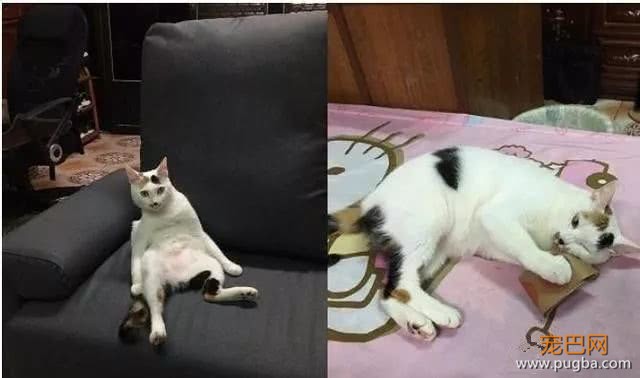 剃完毛变两只猫，简直神复制，本尊被骗到还舔脸示好-5.jpeg