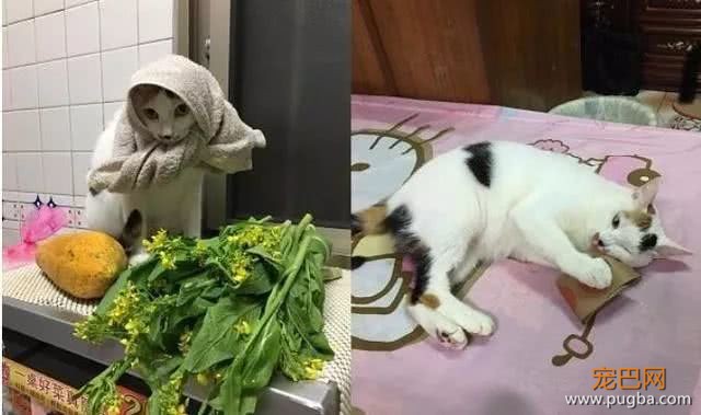 剃完毛变两只猫，简直神复制，本尊被骗到还舔脸示好-3.jpeg