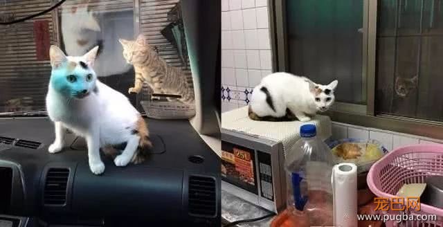 剃完毛变两只猫，简直神复制，本尊被骗到还舔脸示好-2.jpeg