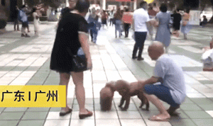 男孩高考结束第一件事就是飞奔抱狗：它们陪我从青春走向成人...-4.gif