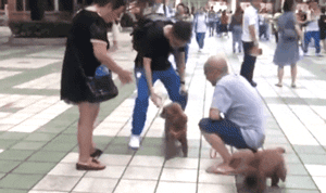 男孩高考结束第一件事就是飞奔抱狗：它们陪我从青春走向成人...-5.gif