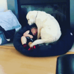男孩高考结束第一件事就是飞奔抱狗：它们陪我从青春走向成人...-13.gif