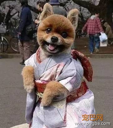 狗狗是否有必要穿衣服-2.jpeg