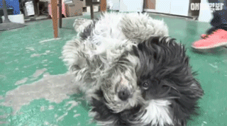 狗狗不好好吃饭偏要出去讨食，背后原因却感动了上百万网友…-1.gif