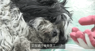 狗狗不好好吃饭偏要出去讨食，背后原因却感动了上百万网友…-3.gif