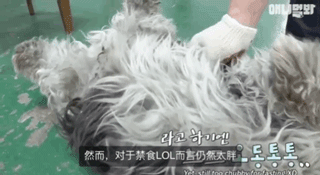 狗狗不好好吃饭偏要出去讨食，背后原因却感动了上百万网友…-4.gif