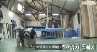 狗狗不好好吃饭偏要出去讨食，背后原因却感动了上百万网友…-5.gif