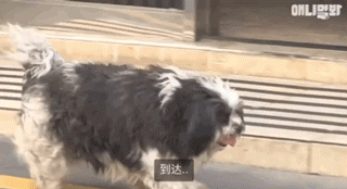 狗狗不好好吃饭偏要出去讨食，背后原因却感动了上百万网友…-6.gif