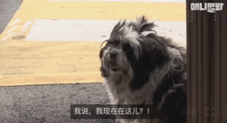 狗狗不好好吃饭偏要出去讨食，背后原因却感动了上百万网友…-7.gif