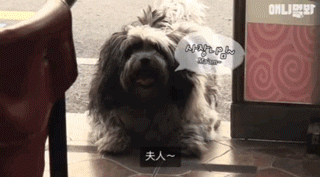 狗狗不好好吃饭偏要出去讨食，背后原因却感动了上百万网友…-10.gif