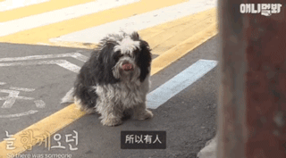 狗狗不好好吃饭偏要出去讨食，背后原因却感动了上百万网友…-15.gif