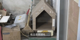 狗狗不好好吃饭偏要出去讨食，背后原因却感动了上百万网友…-17.gif