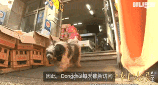 狗狗不好好吃饭偏要出去讨食，背后原因却感动了上百万网友…-21.gif