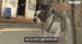 狗狗不好好吃饭偏要出去讨食，背后原因却感动了上百万网友…-24.gif