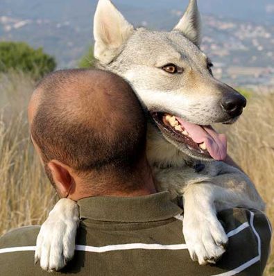 服务犬：保护你，就是我存在的意义......-1.jpeg