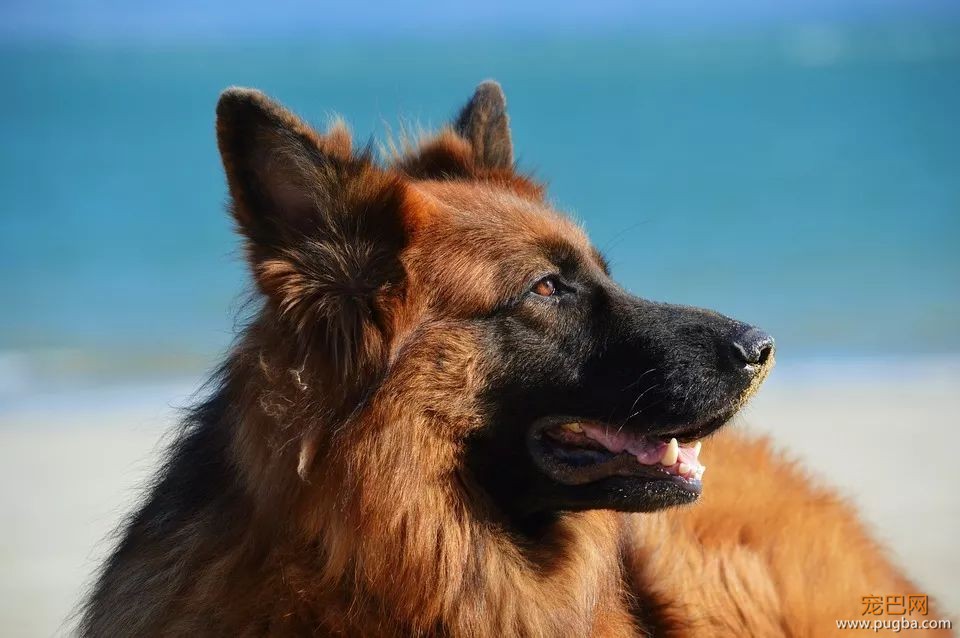 服务犬：保护你，就是我存在的意义......-3.jpeg