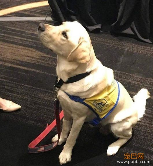 服务犬：保护你，就是我存在的意义......-8.jpeg