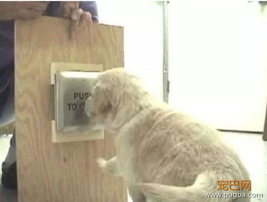 服务犬：保护你，就是我存在的意义......-9.jpeg