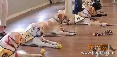 服务犬：保护你，就是我存在的意义......-12.jpeg