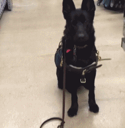 服务犬：保护你，就是我存在的意义......-11.gif