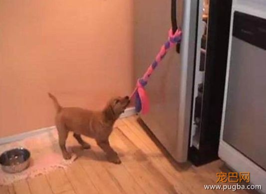 服务犬：保护你，就是我存在的意义......-10.jpeg