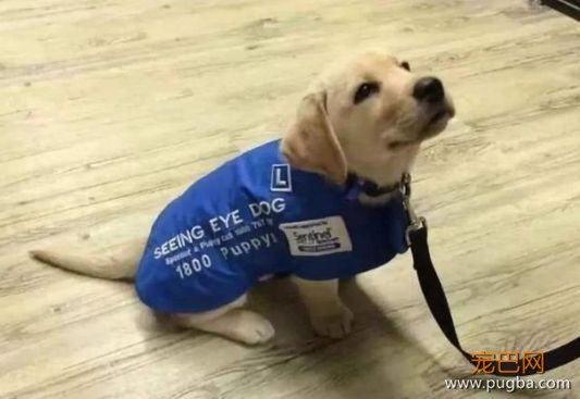 服务犬：保护你，就是我存在的意义......-13.jpeg