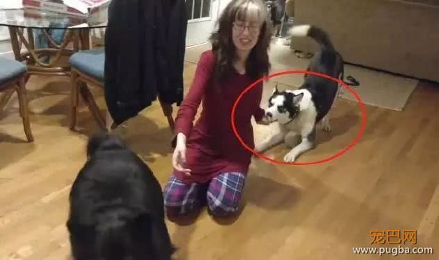 哈士奇平时没心没肺，家里新来一只狗狗，吃醋起来秒变“正妻”！-2.jpeg
