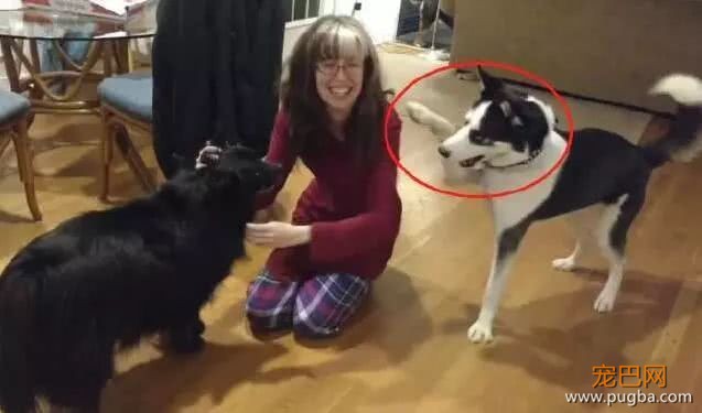 哈士奇平时没心没肺，家里新来一只狗狗，吃醋起来秒变“正妻”！-1.jpeg