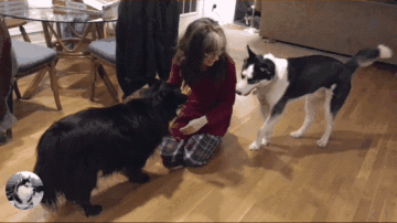 哈士奇平时没心没肺，家里新来一只狗狗，吃醋起来秒变“正妻”！-4.gif
