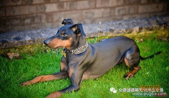 狗狗能陪伴我们多久？有多爱它就有多害怕失去.....-2.jpeg
