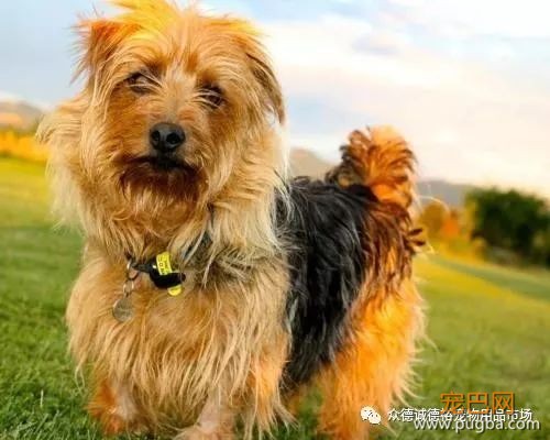 狗狗能陪伴我们多久？有多爱它就有多害怕失去.....-4.jpeg