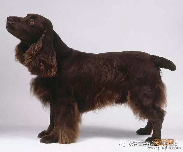 狗狗能陪伴我们多久？有多爱它就有多害怕失去.....-5.jpeg