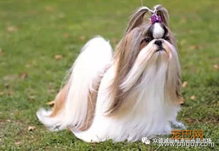 狗狗能陪伴我们多久？有多爱它就有多害怕失去.....-9.jpeg