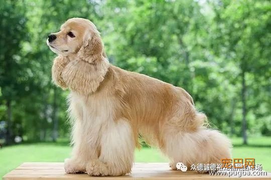 狗狗能陪伴我们多久？有多爱它就有多害怕失去.....-11.jpeg