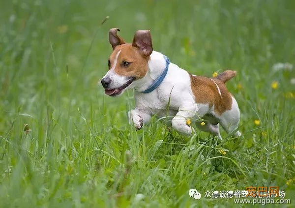 狗狗能陪伴我们多久？有多爱它就有多害怕失去.....-13.jpeg