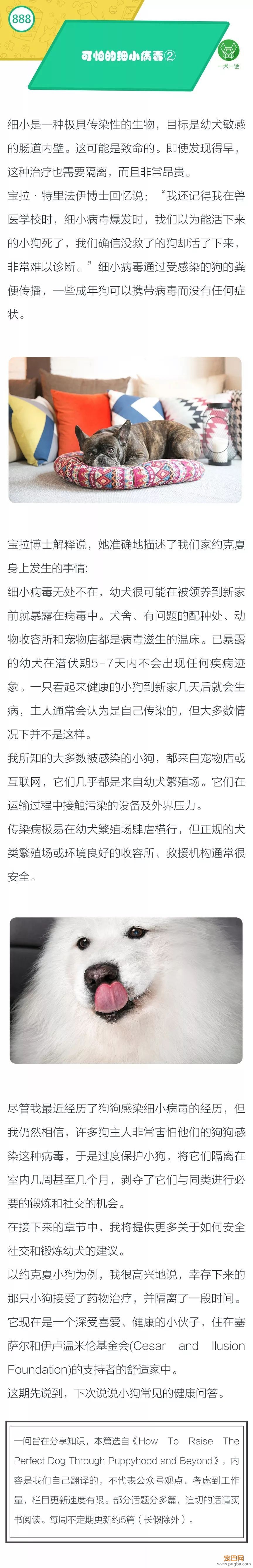 可怕的细小病毒！②-1.jpeg