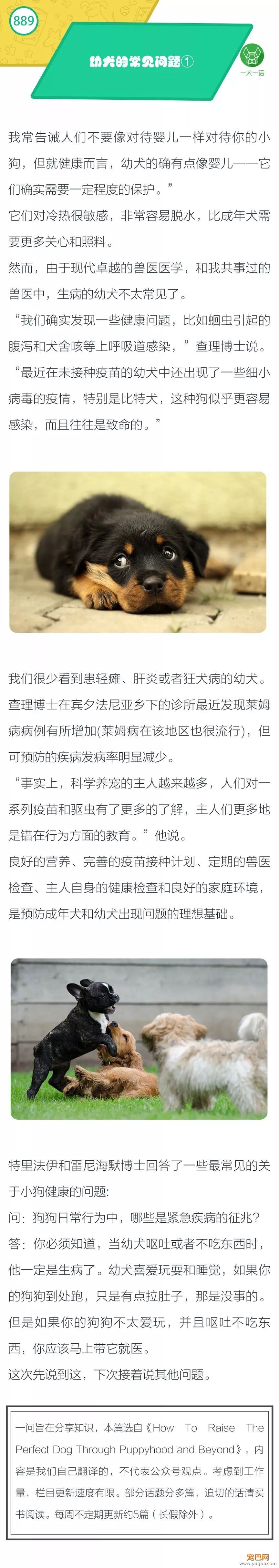 不能过度保护？幼犬的常见健康问题①-1.jpeg