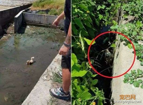 被志愿者解救后，它们躲了起来......-12.jpeg