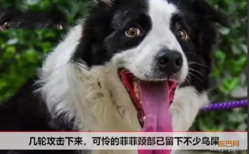 笑尿！小鸟持续一个月往狗狗头上拉屎：还叫伙伴来观战！-3.jpg