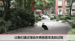 笑尿！小鸟持续一个月往狗狗头上拉屎：还叫伙伴来观战！-1.gif
