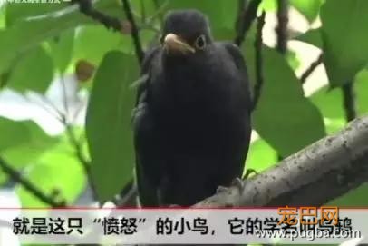 笑尿！小鸟持续一个月往狗狗头上拉屎：还叫伙伴来观战！-6.jpg