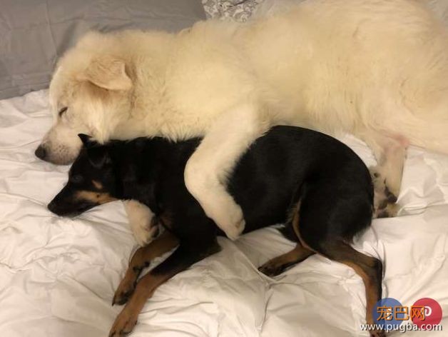 养狗狗来陪伴自己，当它们也开始孤单后......-14.jpeg