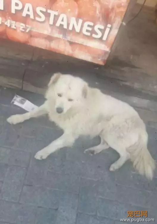 狗狗走失流落街头，当主人找到它时，它的反应真的很戳心...-2.jpeg