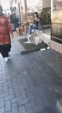 狗狗走失流落街头，当主人找到它时，它的反应真的很戳心...-4.gif